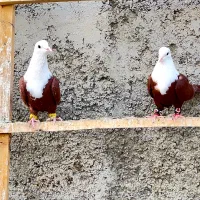 کله سفید مخمل کربلایی کلاغ کربلایی طوقی دمسفید|پرنده|فلاورجان, |دیوار