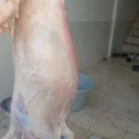 قصاب  دام گاو گوساله گوسفند بز