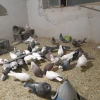 کفتر کبوتر پرشی