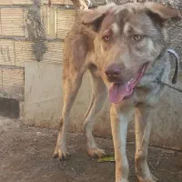 توله عراقی پسر ارتش قهرمان|سگ|بهارستان, |دیوار