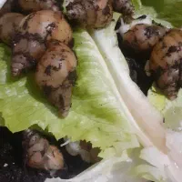 حلزون آلبینو|خزنده|قم, شاه ابراهیم|دیوار