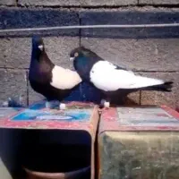 کبوترسینه سیاه وسینه زرد