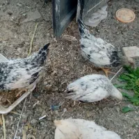 جوجه 2 ماهه