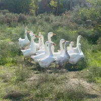 فروش غاز در بیله سوار|حیوانات مزرعه|اردبیل, |دیوار