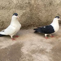 یک جفت کفتر به فروش می رسد|پرنده|پاکدشت, حصار امیر|دیوار