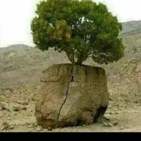 کارگر باغ انگور  و بادام و....