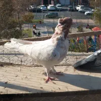 کبوتر دو طوق ماده|پرنده|اندیشه, اندیشه فاز ۴|دیوار