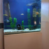 آکواریم خم شرکتی