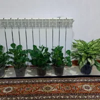 گل طبیعی.آگلونما.قاشقی.5تا گل وگلدان گل زیبا پرحجم
