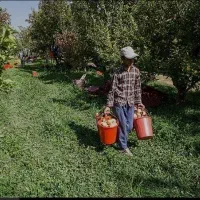 کارگرباغبانی باغ بیل زنی باغچه وعلف زنی شخم زنی|خدمات باغبانی و درختکاری|ارومیه, |دیوار