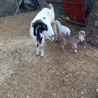 بزبزغاله داردوقلو