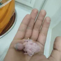 مرغ عشق انگلیسی|پرنده|بانه, |دیوار