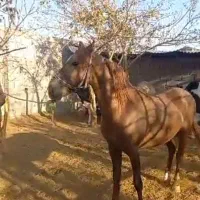 اسب نژاد عرب کورد