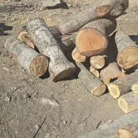 خرید چوب|خدمات باغبانی و درختکاری|قزوین, |دیوار