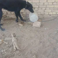 ژرمن بلک شناسنامه دار