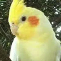 عروس هلندی نر