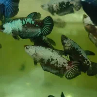 ماهی فایتر سامورایی ماده عمده