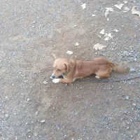 پاکوتاه نر جوان