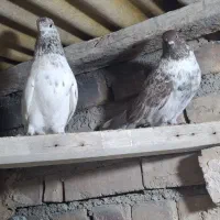 کبوتر  پرشی|پرنده|نوشین شهر, |دیوار