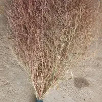 جارو کردی