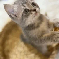 گربه اسکاتیش و بریتیش  اصیل جذاب