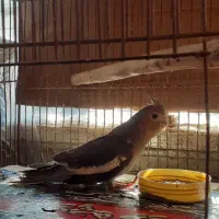 عروس هلندی|پرنده|رودسر, |دیوار