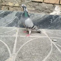 3 تا پلاکی نامبروان...