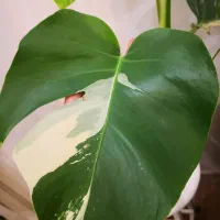 برگ انجیری ابلق، مانسترا ابلق|گل و گیاه طبیعی|قم, انسجام|دیوار