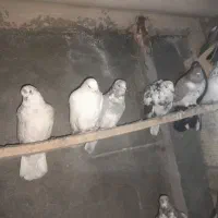 غریب کیری تیر ماهی|پرنده|خنداب, |دیوار