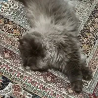 گربه گمشده|حیوانات|گلبهار, شهر جدید گلبهار|دیوار