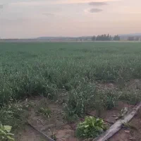 5هکتار زمین کشاورزی مناسب کاشت پیاز و گندم|اجارهٔ دفتر صنعتی، کشاورزی، تجاری|جیرفت, |دیوار