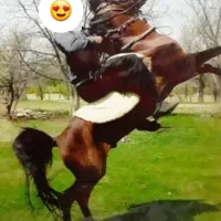 اسب نریان کرد بسیار پر خون