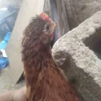 جوجه مرغ و جوجه خروس