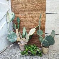 گل کاکتوس و گل یخ فروشی