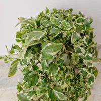 گل پتوس ارتشی|گل و گیاه طبیعی|سبزوار, فرهنگیان|دیوار