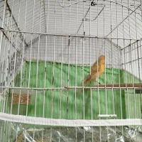 قناری شتری|پرنده|شیراز, چشمه سید صفری|دیوار