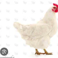 کود مرغی به صورت تناژ