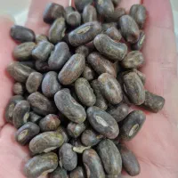 بذر ارکیده درختی،ژینکو،شاه بلوط|گل و گیاه طبیعی|رشت, آب و برق|دیوار