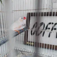 فنچ بالغ نر|پرنده|تهران, کیانشهر|دیوار