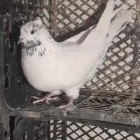 کفتر|پرنده|آبیک, |دیوار