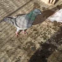 کفتر پرشی
