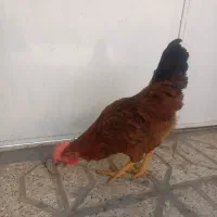 مرغ و خروس گلپایگان