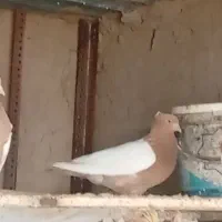 کبوتر|پرنده|میان جلگه, |دیوار