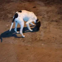 سگ شکاری پوینتر انگلیسی|سگ|لاهیجان, لیالستان|دیوار