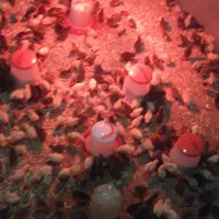 جوجه بلدرچین