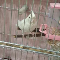 عروس هلندی آلبینو|پرنده|چهاردانگه (تهران), |دیوار