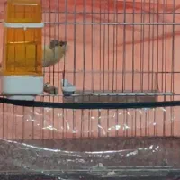 قناری مست مست