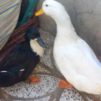 یک جفت اردک