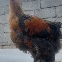 مرغ نژاد دار وتخم گذار|حیوانات مزرعه|هشتگرد, هیو|دیوار