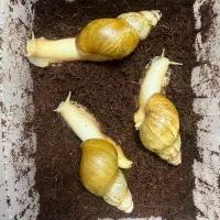 حلزون البینو|خزنده|اصفهان, براآن شمالی|دیوار